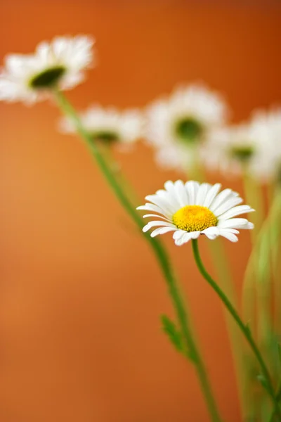 Bouquet of daisies Royalty Free Stock Photos