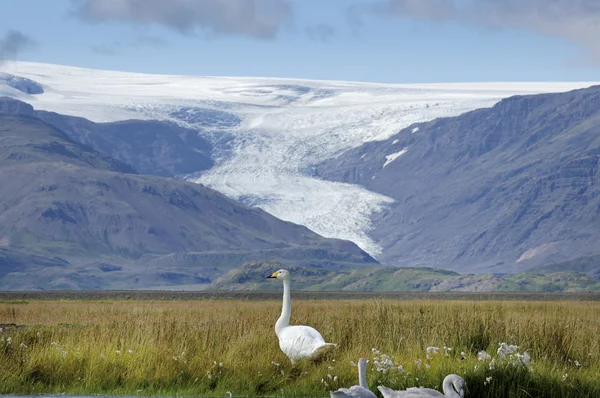 Islandia przyrody. — Zdjęcie stockowe