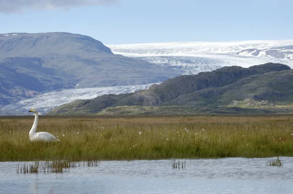 Islandlandschaft mit weißem Schwan. — Stockfoto