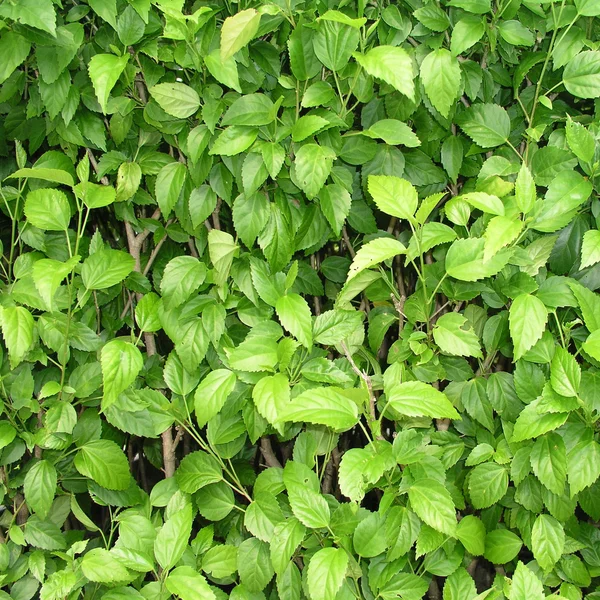 stock image Green bush