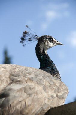 Tavus kuşu portret