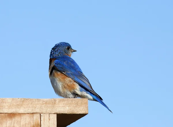 Uccello azzurro orientale maschio — Foto Stock