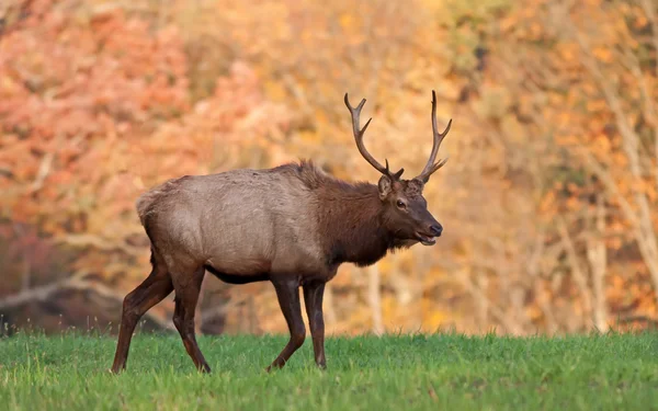 Az őszi napfény Elk — Stock Fotó