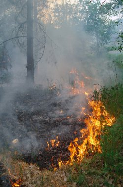 çam ormanı içinde yanan ateş
