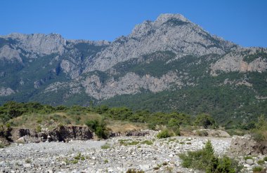 kayalar ve ağaçlar