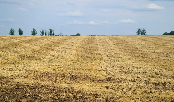 Щетинистое поле с панорамным видом — стоковое фото