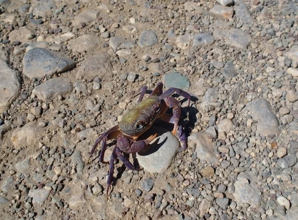 stock image River crab.