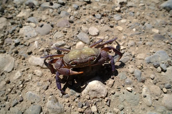 River crab.