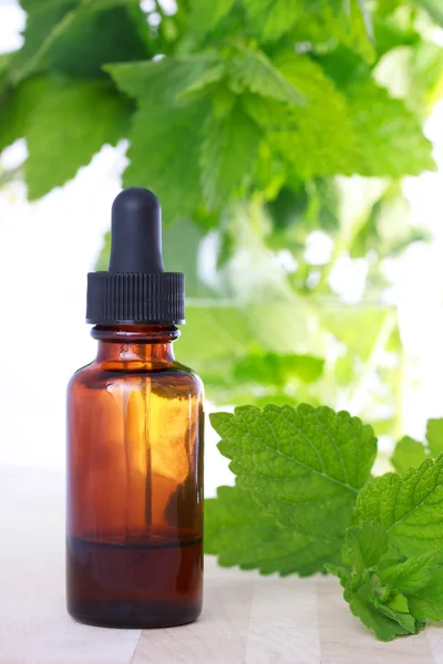 Medicina herbal con frasco de gotero — Foto de Stock