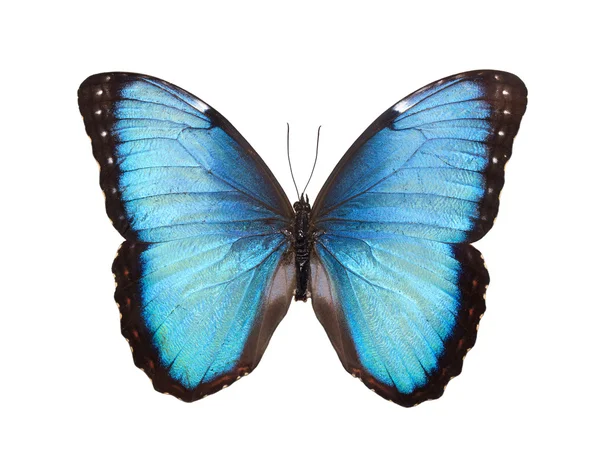 Vlinder geïsoleerd op wit — Stockfoto