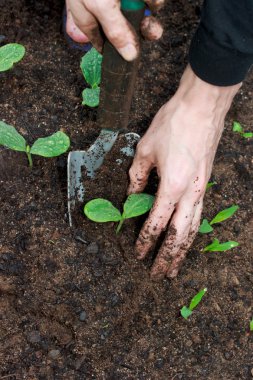 Young Plants Growing clipart