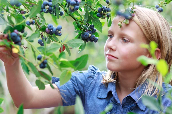 金发女孩采摘蓝莓 — 图库照片