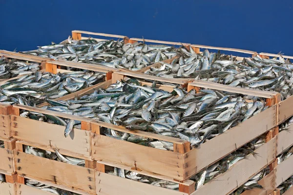 Pallet di sardine — Foto Stock