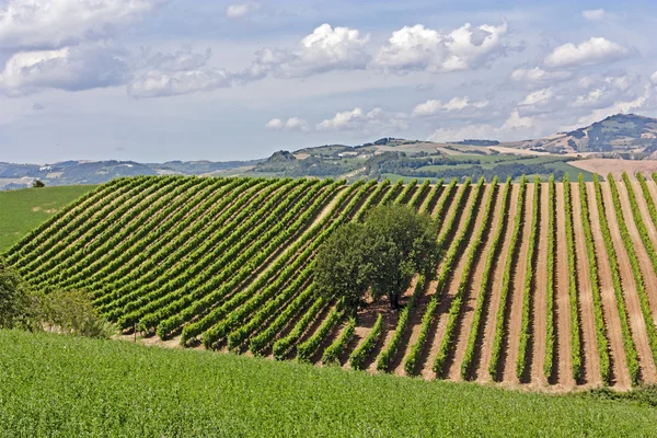 Viña italiana — Foto de Stock