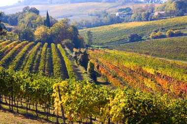 Italian vineyards clipart
