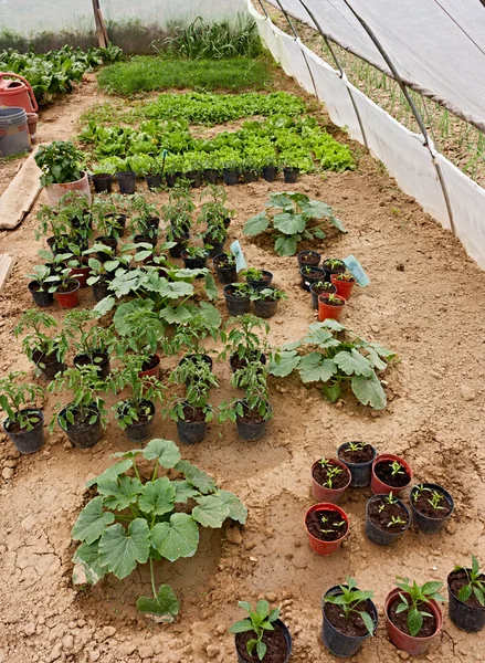 Vegetable garden — Stock Photo, Image