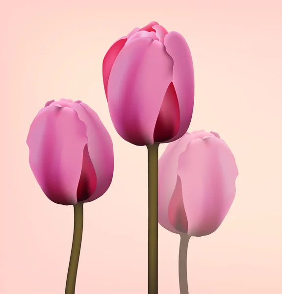 Вектор тюльпанов — стоковый вектор