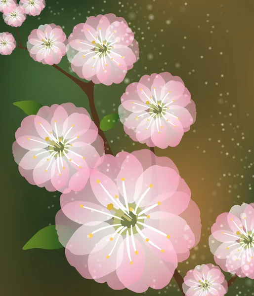 Vettore di fiori Sakura — Vettoriale Stock