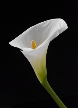 Calla lily siyah bir arka plan üzerinde izole