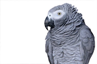 Portrait of a parrot clipart