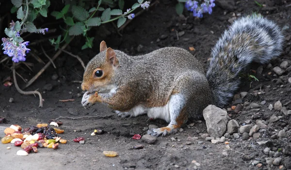 Cute squirrel Stock Picture