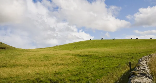 İskoç tarım arazisi — Stok fotoğraf