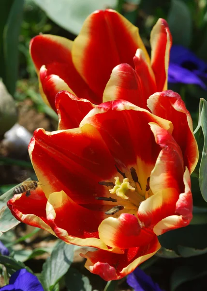 Tulipano colorato e un'ape — Foto Stock