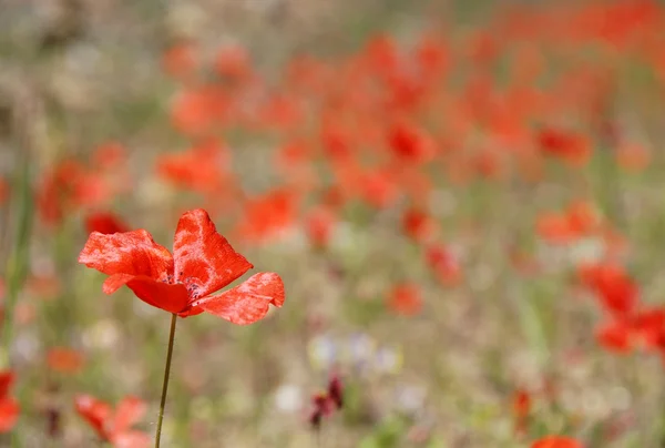 Field of red poppies flowers — Stock Photo, Image