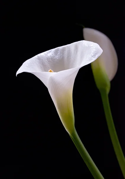 Calla lilie izolovaných na černém pozadí — Stock fotografie