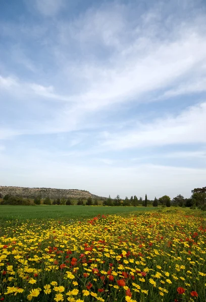 Landschap in het voorjaar, cyprus — Stockfoto
