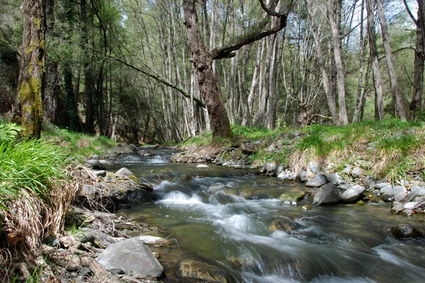 Stream in the forest — Stock Photo, Image