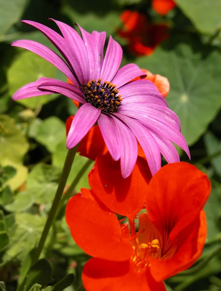 Argyranthemum e fiori di petunia rossa — Foto Stock