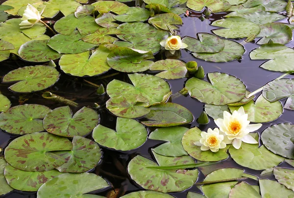 stock image Water lily in a small lake