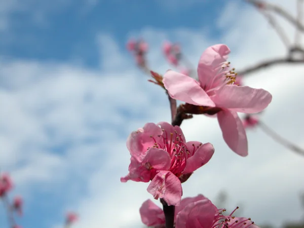 Flor de manzano en primavera — Foto de Stock