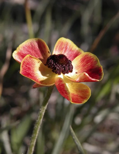Adonis microcarpa dziki kwiat — Zdjęcie stockowe