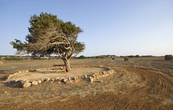 Fir tree op een tarweveld laat in de zomer — Stockfoto