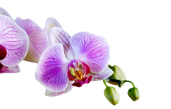 Flor de orquídea phalaenopsis — Foto de Stock