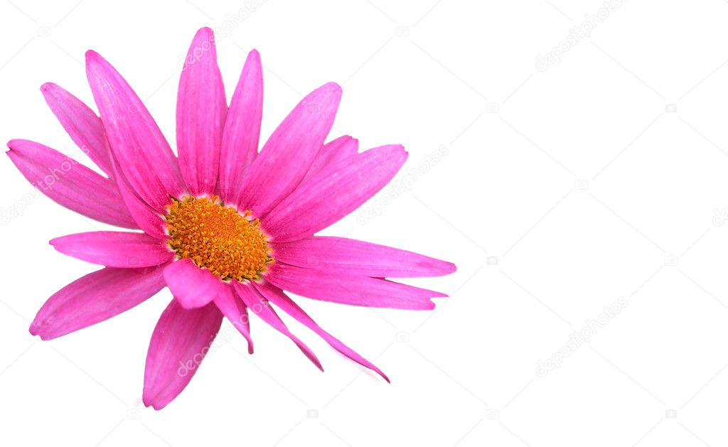 Purple daisy flower isolated on white