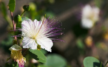 Capparis spinosa çiçek