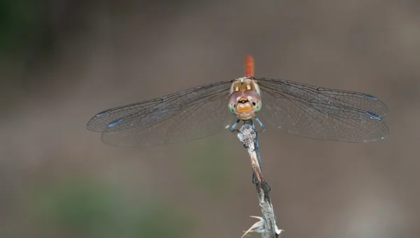 Dragonfly insekt — Stockfoto