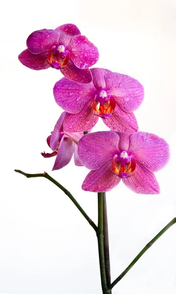 Цветок орхидеи на белом фоне — стоковое фото