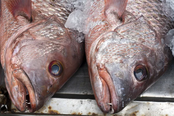 Red snapper balık kafaları