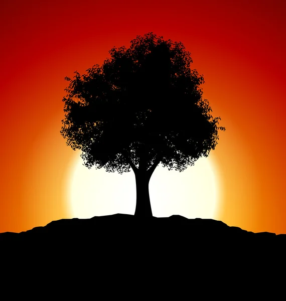 Захід сонця з силуетом дерева — стокове фото