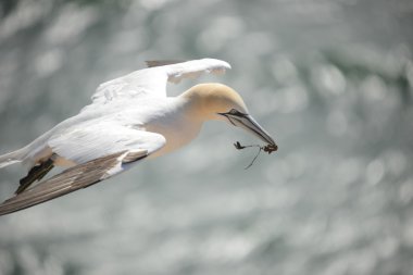 Kuzey Gannet (Morus Bassanus)