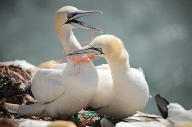 Kuzey Gannets (Morus bassanus)