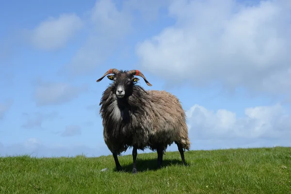 羊は草の上 — ストック写真