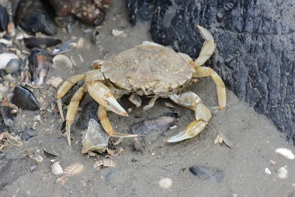 stock image Crab on beach between stones