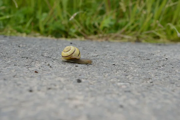 Slug on dry street — Stock Photo, Image