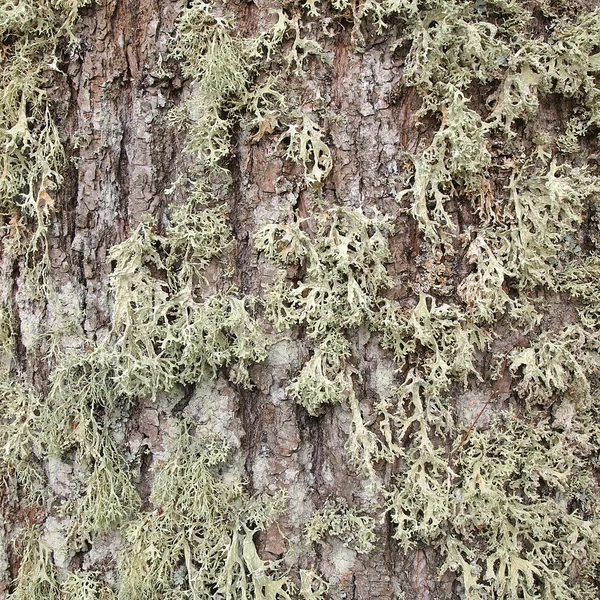 Bark, moss — Stock Photo, Image