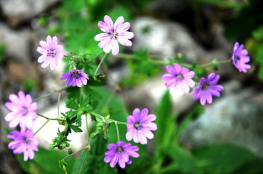 leylak rengi çiçekleri